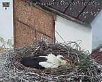 Capi_Dubne_20250523_104504.jpg