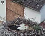 Capi_Dubne_20250523_105002.jpg