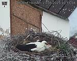 Capi_Dubne_20250523_105504.jpg