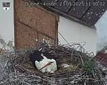 Capi_Dubne_20250523_110002.jpg