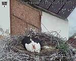 Capi_Dubne_20250523_110502.jpg