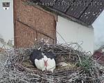 Capi_Dubne_20250523_111004.jpg