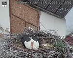 Capi_Dubne_20250523_111502.jpg