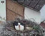 Capi_Dubne_20250523_112502.jpg