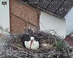 Capi_Dubne_20250523_113002.jpg