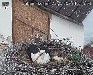 Capi_Dubne_20250523_113504.jpg (1350 x 1080)