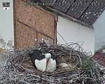Capi_Dubne_20250523_114503.jpg