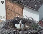 Capi_Dubne_20250523_120003.jpg