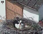 Capi_Dubne_20250523_120502.jpg