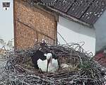 Capi_Dubne_20250523_121004.jpg