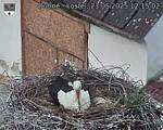 Capi_Dubne_20250523_121502.jpg