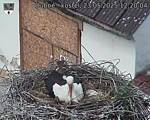 Capi_Dubne_20250523_122004.jpg