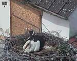 Capi_Dubne_20250523_123502.jpg