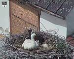 Capi_Dubne_20250523_124004.jpg