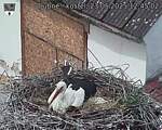 Capi_Dubne_20250523_124502.jpg