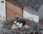 Capi_Dubne_20250523_125504.jpg