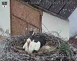 Capi_Dubne_20250523_130002.jpg