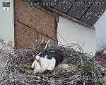 Capi_Dubne_20250523_131002.jpg