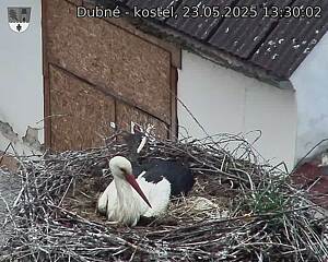 Capi_Dubne_20250523_133002.jpg (1350 x 1080)