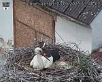 Capi_Dubne_20250523_134002.jpg