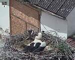 Capi_Dubne_20250523_141004.jpg