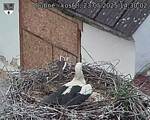 Capi_Dubne_20250523_143002.jpg