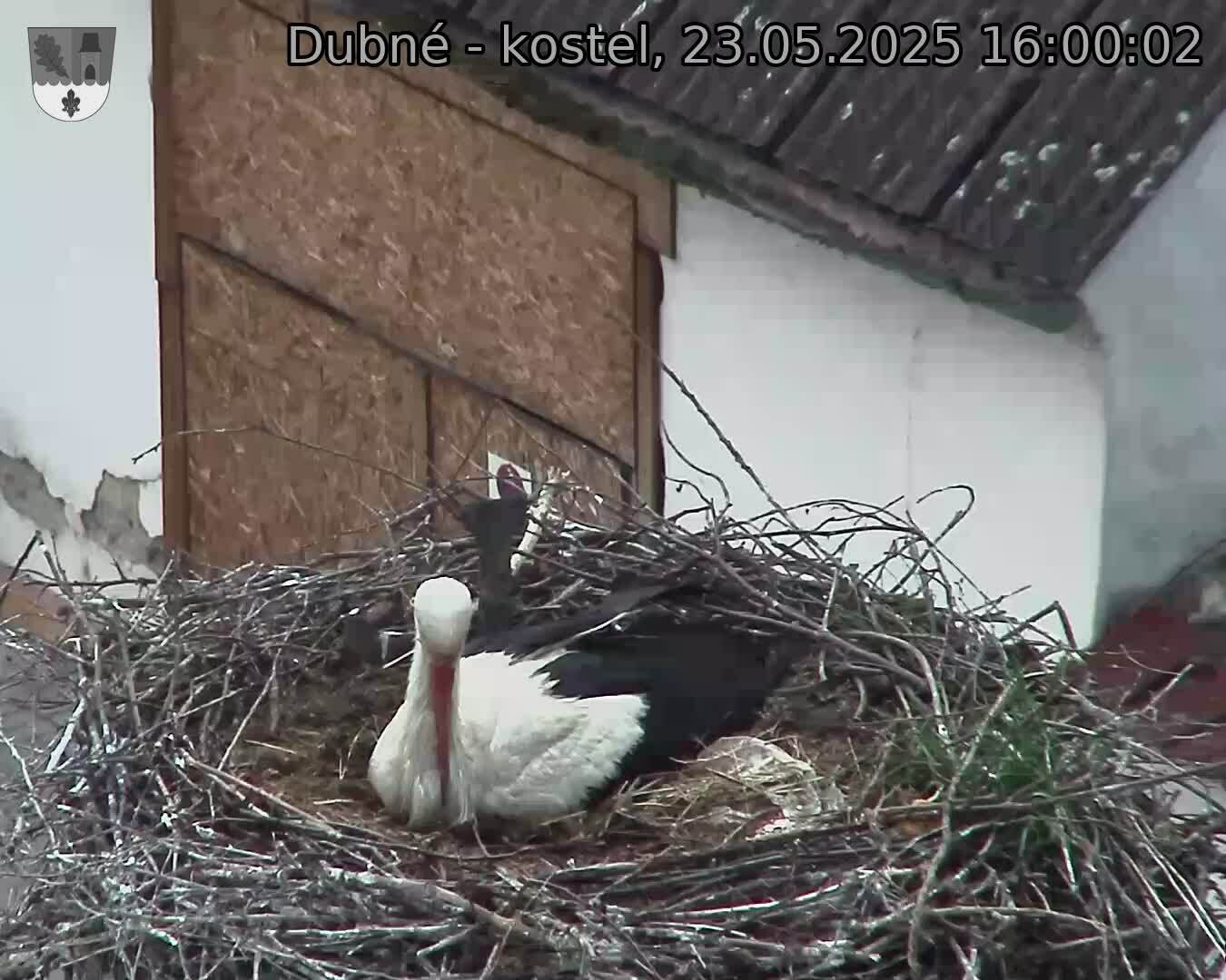 Capi_Dubne_20250523_160002.jpg (1350 x 1080)