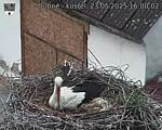 Capi_Dubne_20250523_160002.jpg