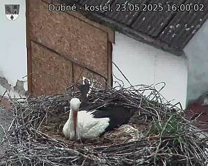 Capi_Dubne_20250523_160002.jpg (1350 x 1080)