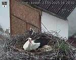 Capi_Dubne_20250523_162002.jpg