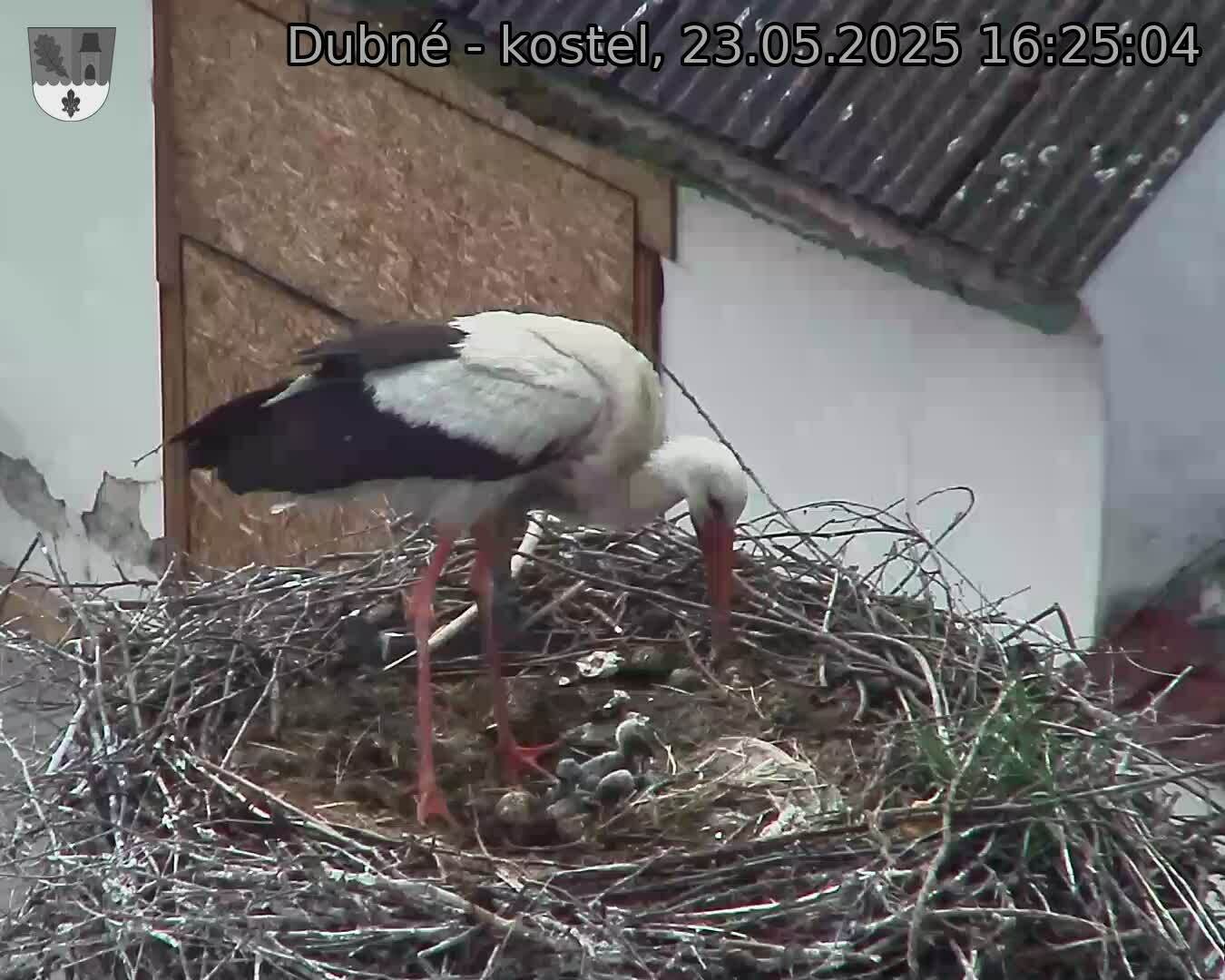 Capi_Dubne_20250523_162504.jpg (1350 x 1080)