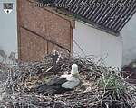 Capi_Dubne_20250523_163003.jpg
