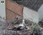 Capi_Dubne_20250523_164502.jpg