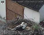 Capi_Dubne_20250523_172004.jpg