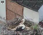 Capi_Dubne_20250523_175504.jpg