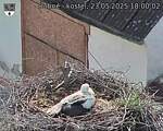 Capi_Dubne_20250523_180002.jpg