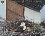 Capi_Dubne_20250523_184502.jpg