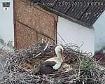 Capi_Dubne_20250523_190004.jpg