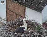 Capi_Dubne_20250523_192502.jpg