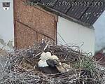 Capi_Dubne_20250523_201003.jpg