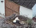 Capi_Dubne_20250523_201504.jpg