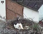 Capi_Dubne_20250523_204502.jpg