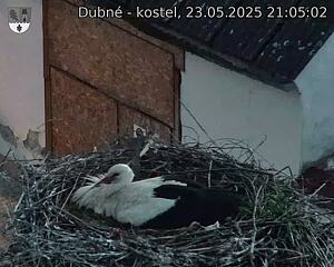 Capi_Dubne_20250523_210502.jpg (1350 x 1080)