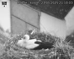 Capi_Dubne_20250523_211003.jpg
