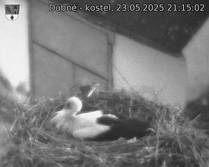 Capi_Dubne_20250523_211502.jpg (1350 x 1080)