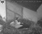 Capi_Dubne_20250523_212503.jpg
