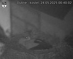 Capi_Dubne_20250524_004003.jpg