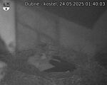 Capi_Dubne_20250524_014003.jpg