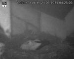 Capi_Dubne_20250524_042503.jpg