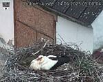 Capi_Dubne_20250524_050004.jpg